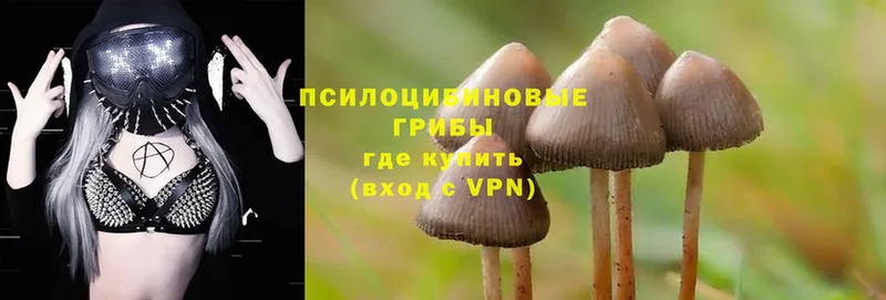 Псилоцибиновые грибы Magic Shrooms  купить  цена  Выкса 